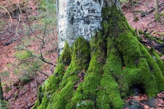 Y8A2667_web